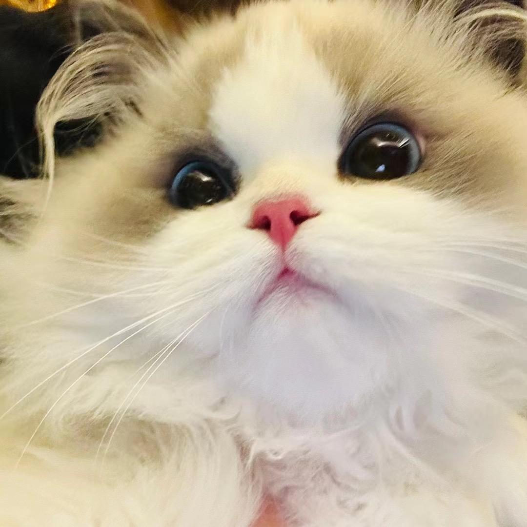 石家庄猫舍(十二家)