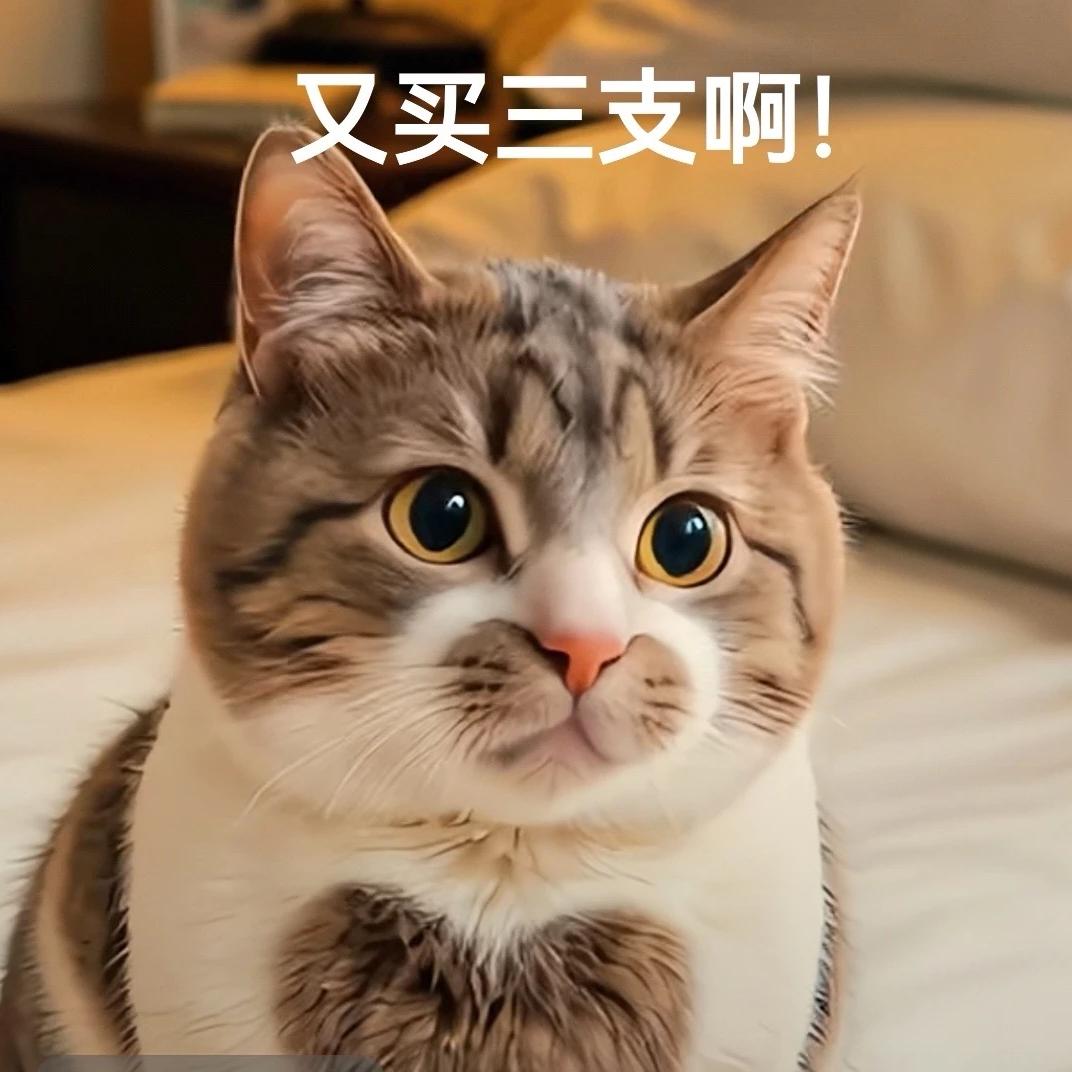 蓝猫工作室