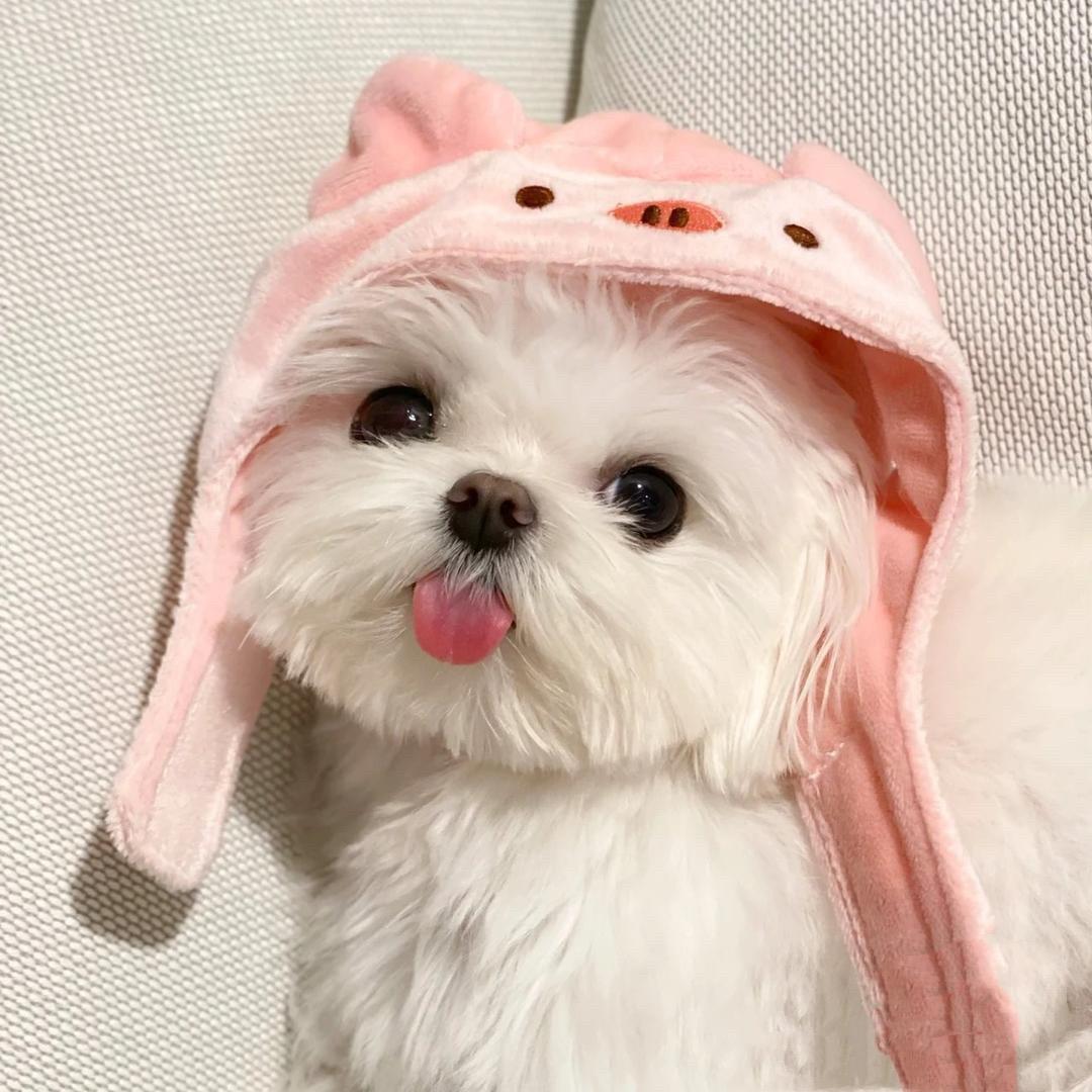 雪鹅💜