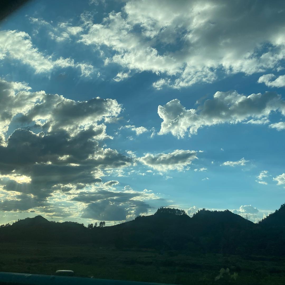 魁梧树