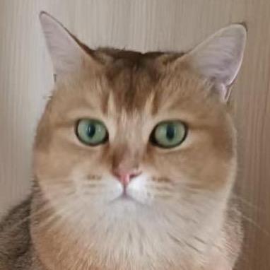 积极干饭人小李（躺平版）