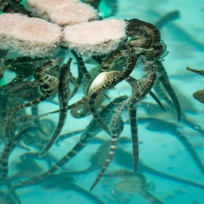 蓝海鲜品