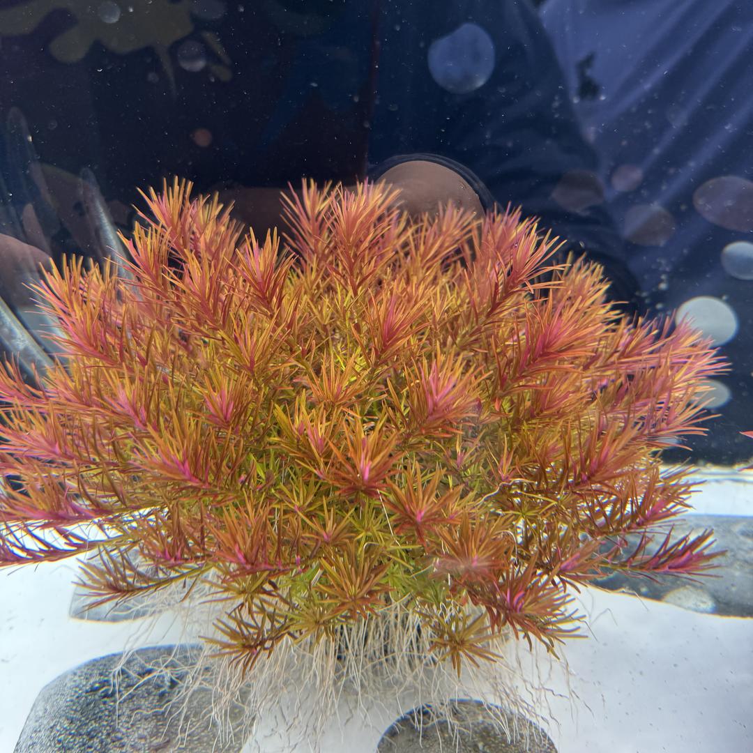 广州水草坊