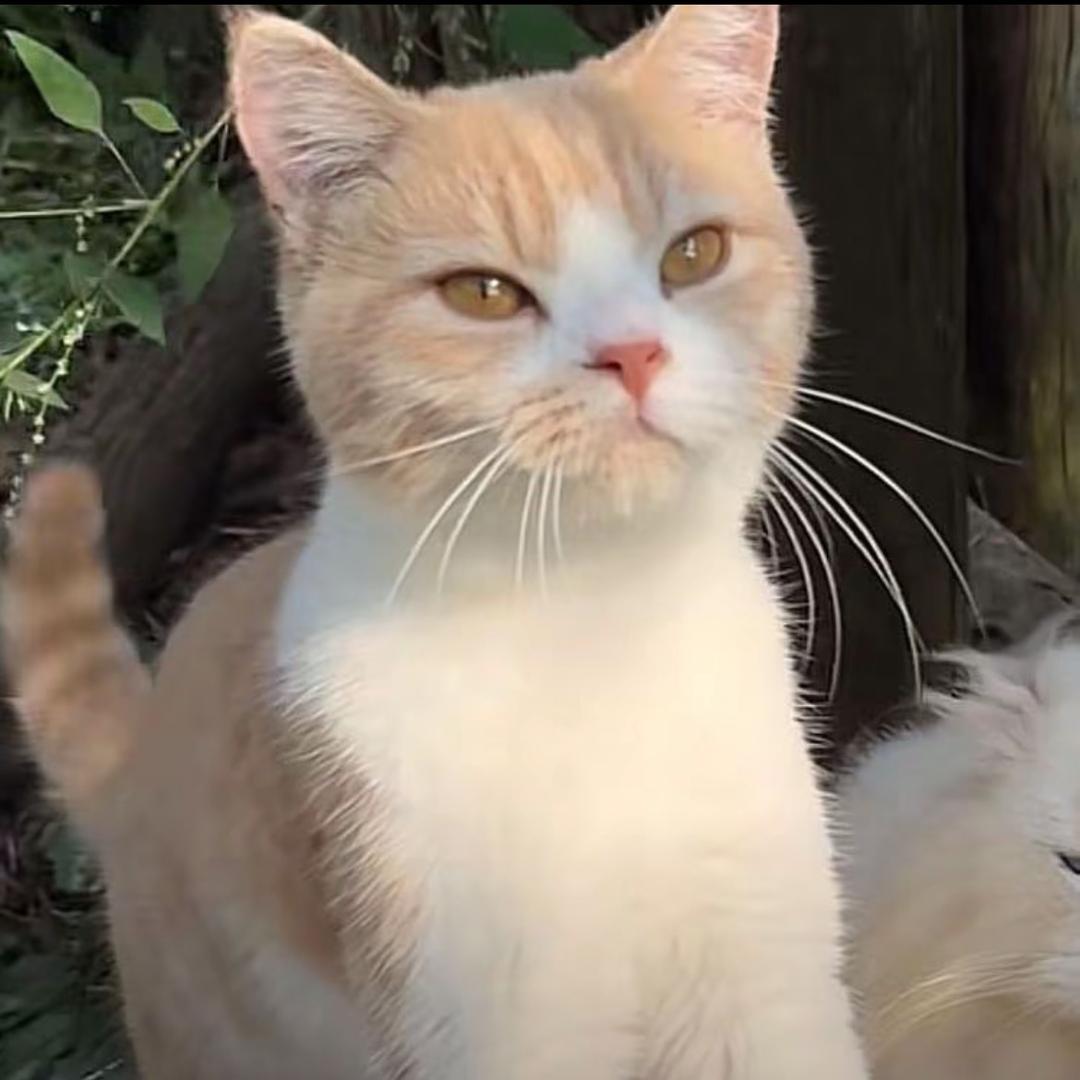 开心小饼（模特版）