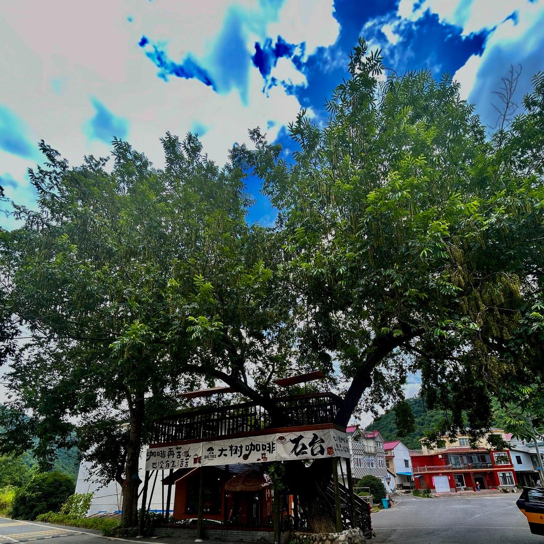 大树咖啡