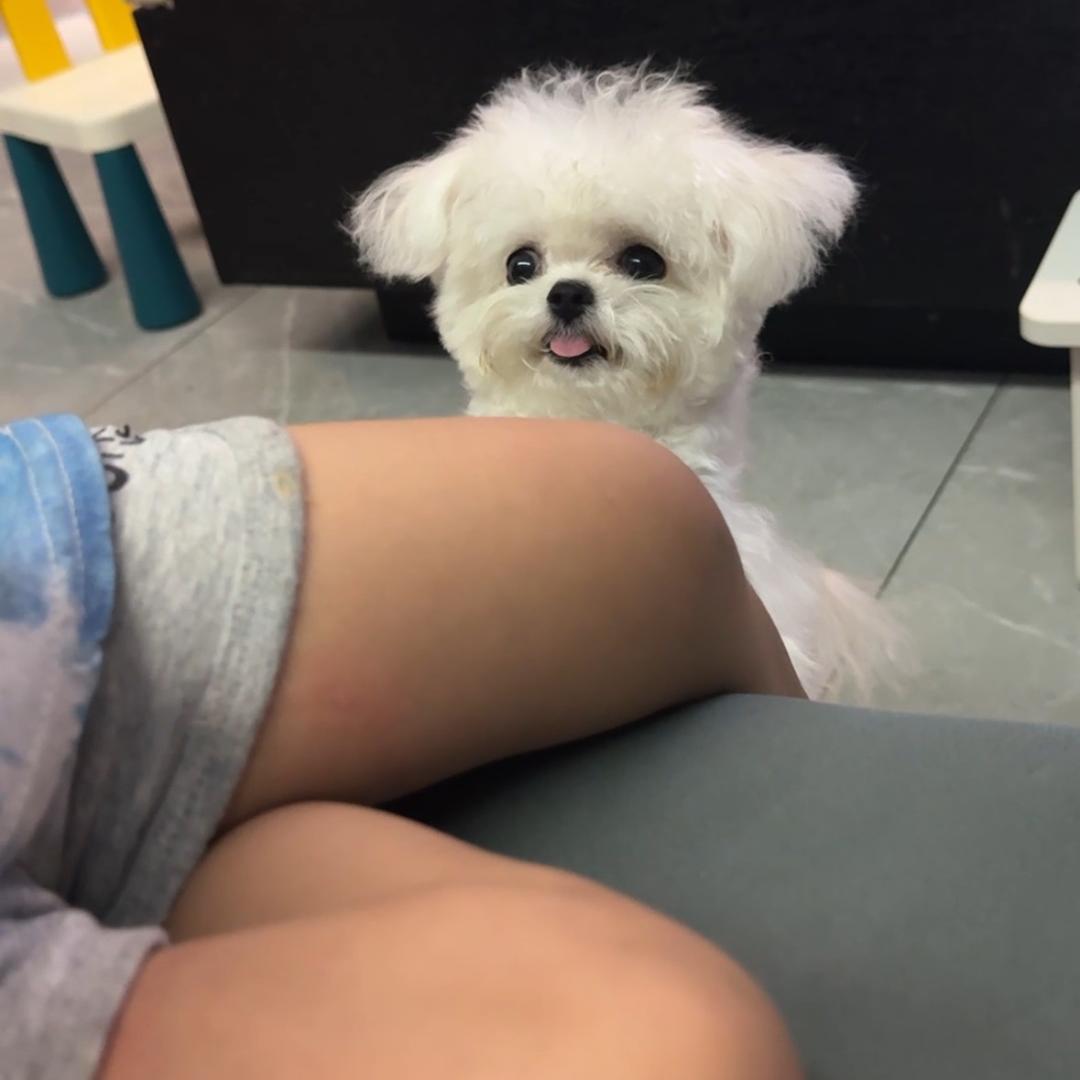 树妈家的比熊
