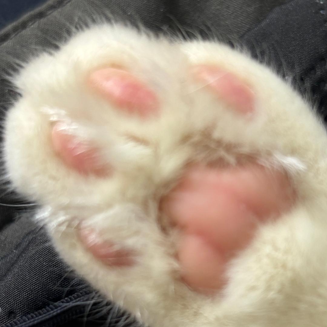 鱼鱼