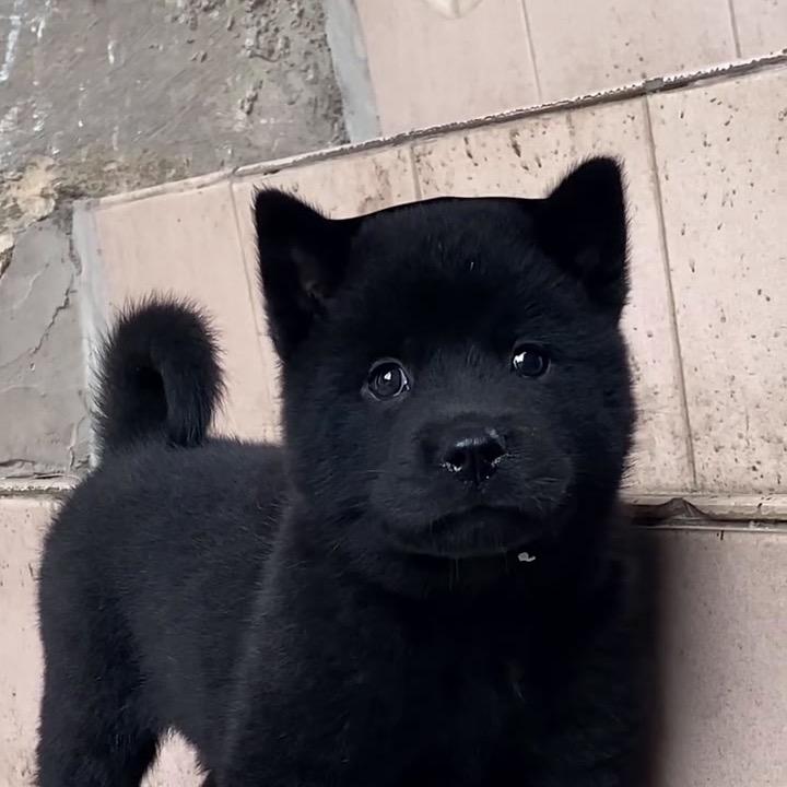 中华田园犬