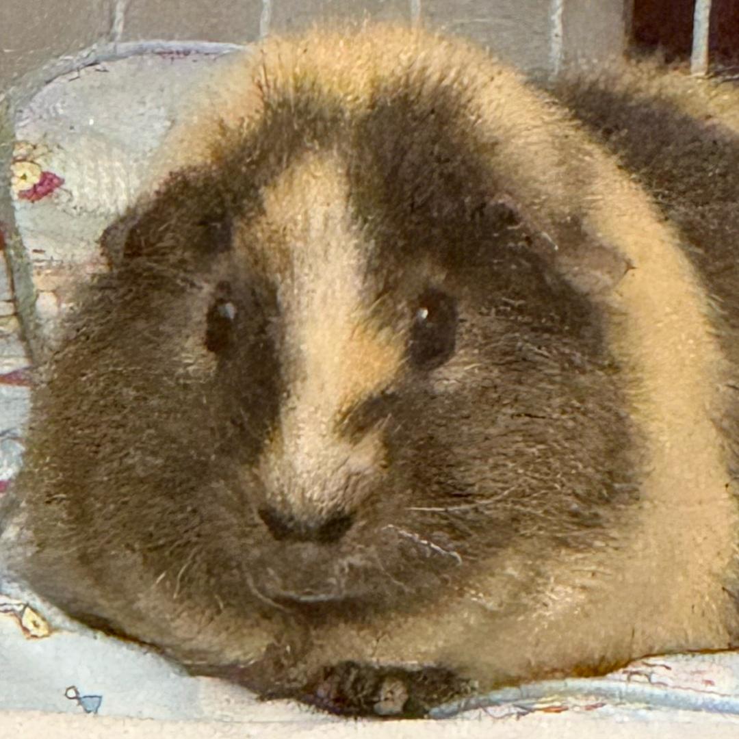 小猫飞行员