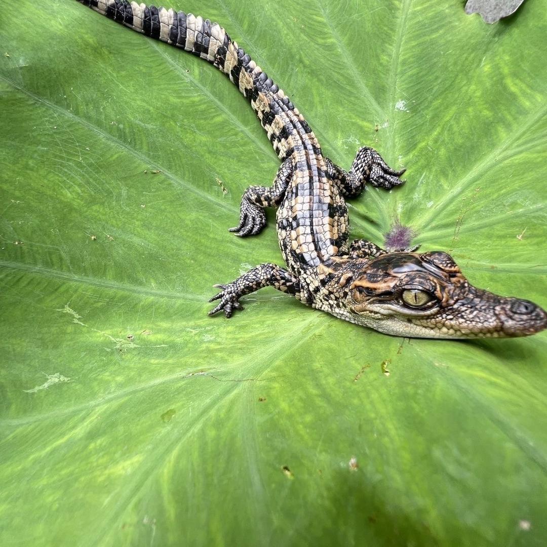 🐊有趣茶宠🐊
