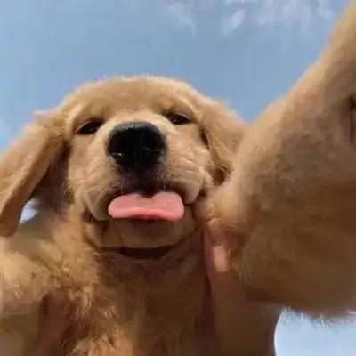 野路子-零售赋能