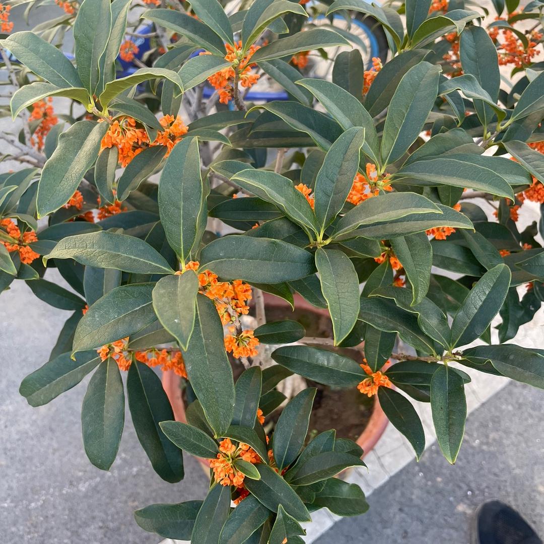青州市国海花卉销售园