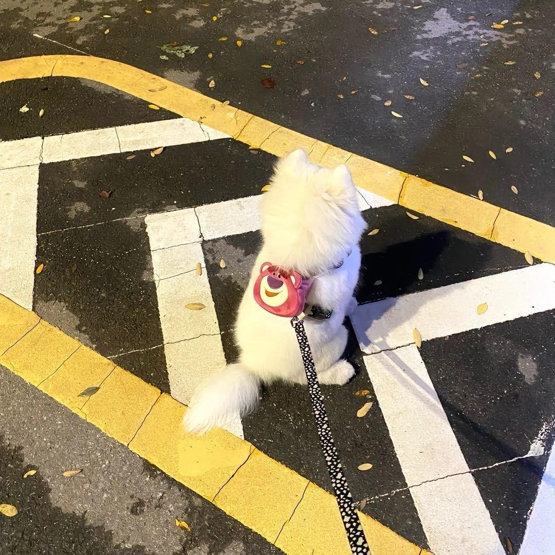 纯永