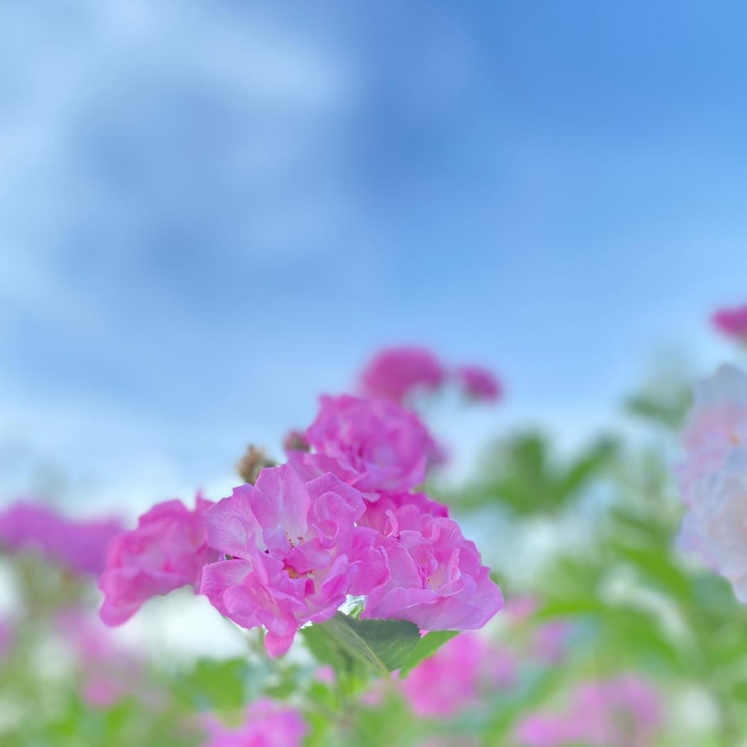 *******