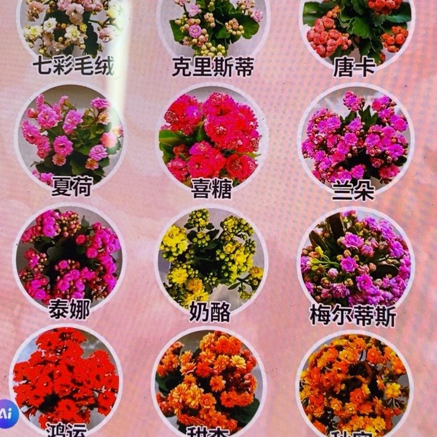 阿瑶长寿花