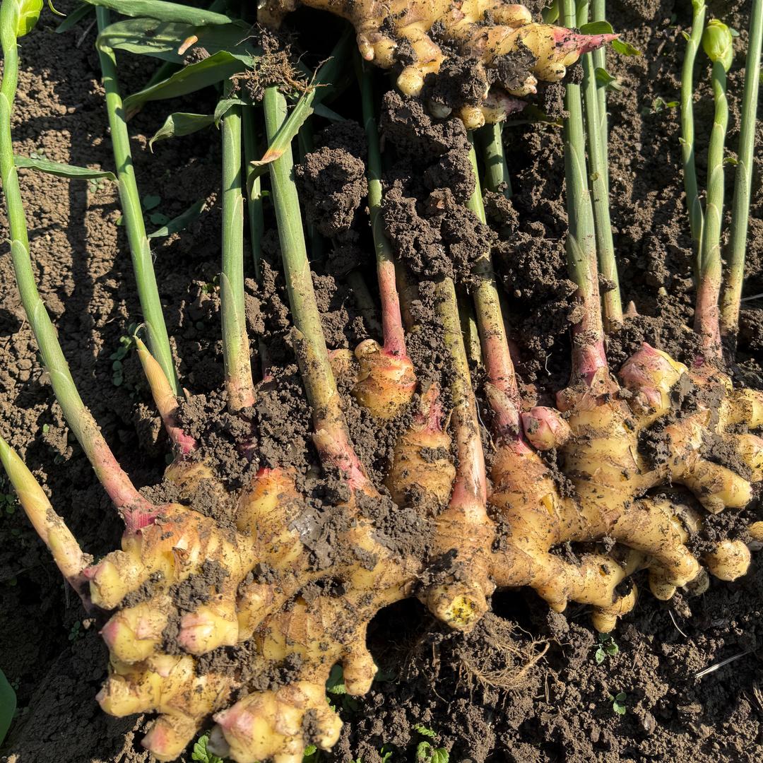 主打生姜（诚信赢天下）