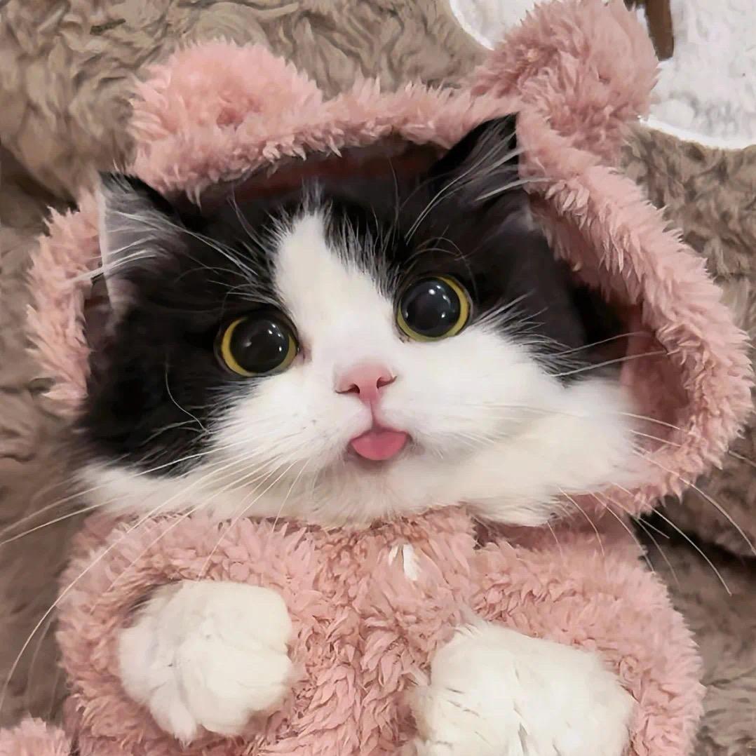 灰鸽子