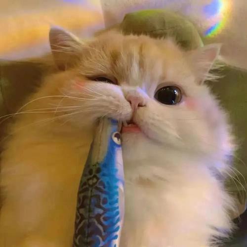 吃饭好积极🤭