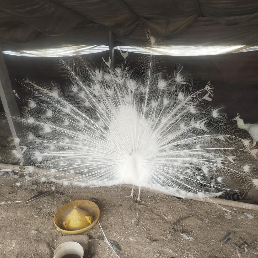 小邢孔雀养殖基地