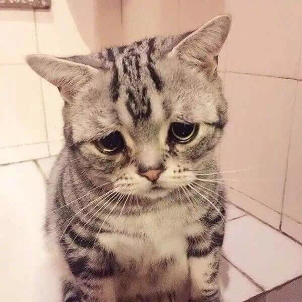 动物凶猛