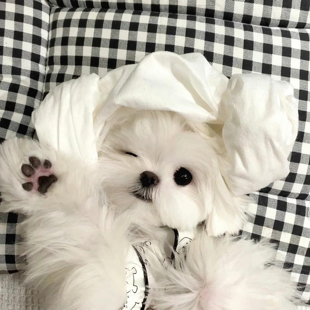 🌟Kairos头像