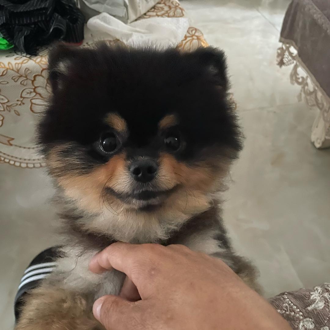 七仔犬舍（博美）