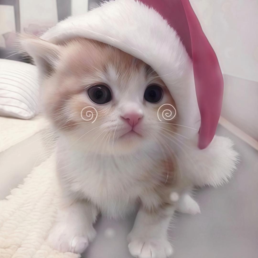 ๑椿觅猫耳 ⊹꙳