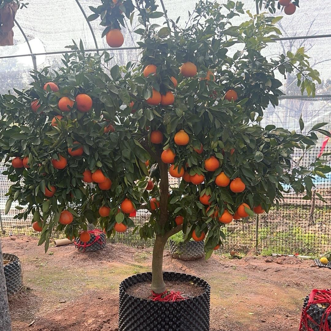 杭佳创云果树苗木1