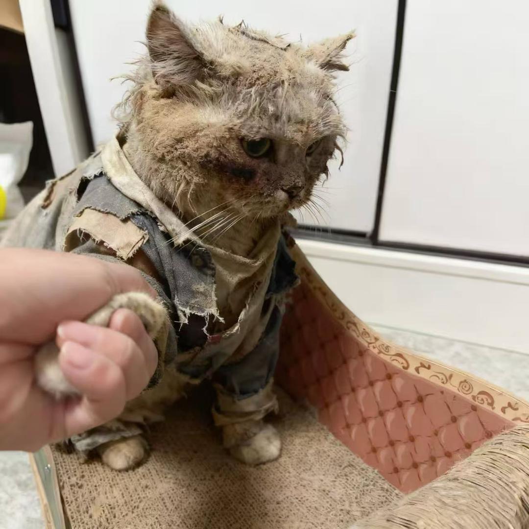 邪修养猫
