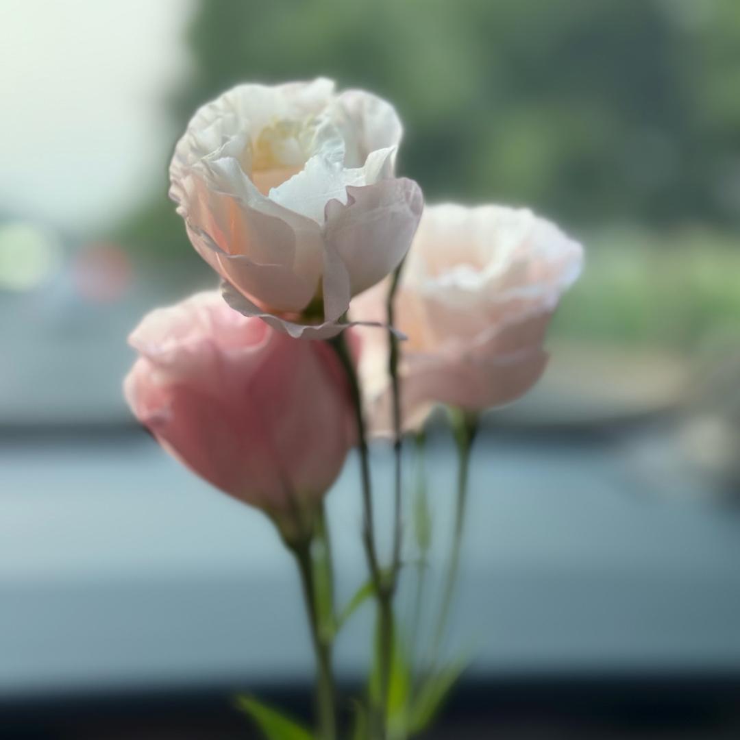 昭昭如愿-岁岁安澜