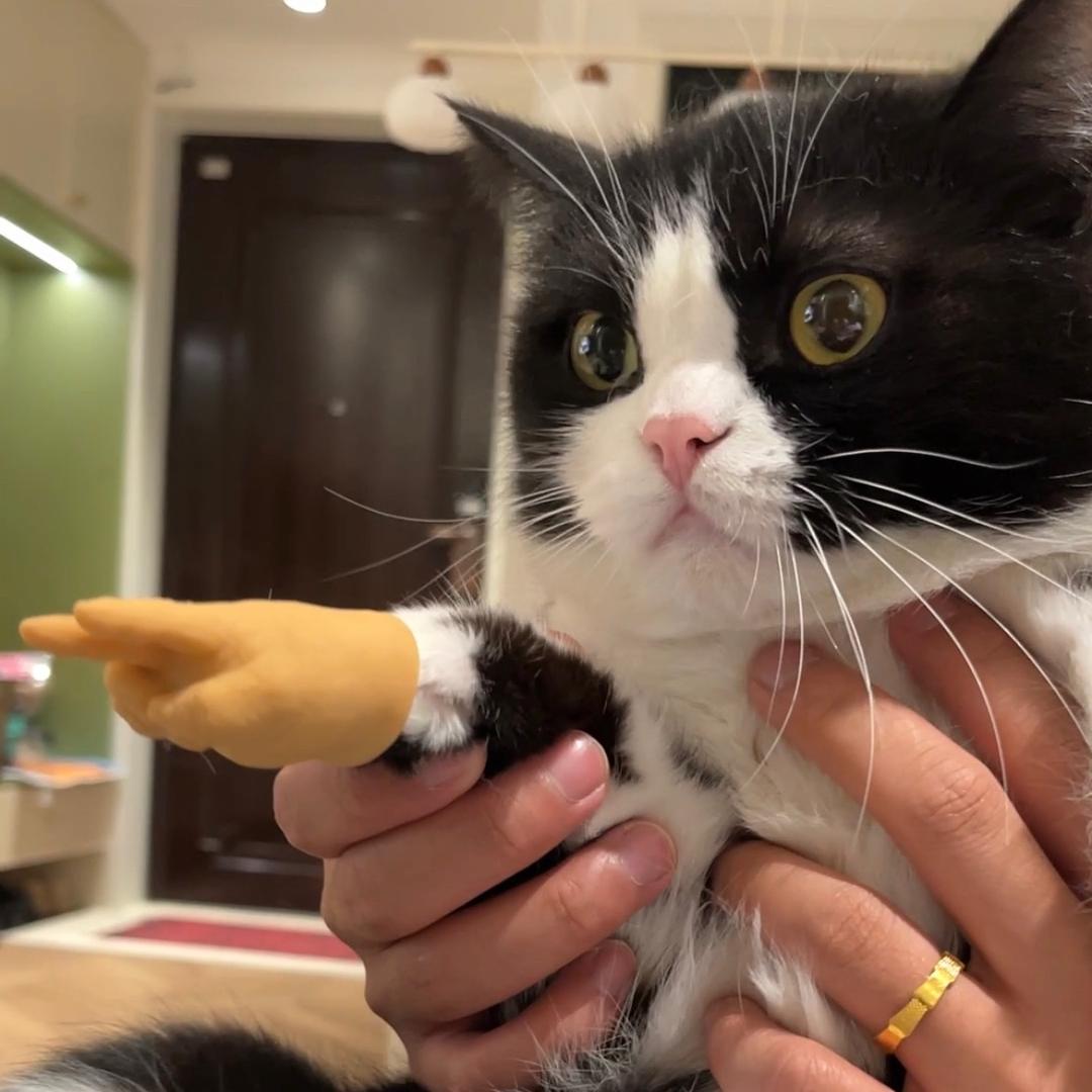 奥利奥🍪是只奶牛猫
