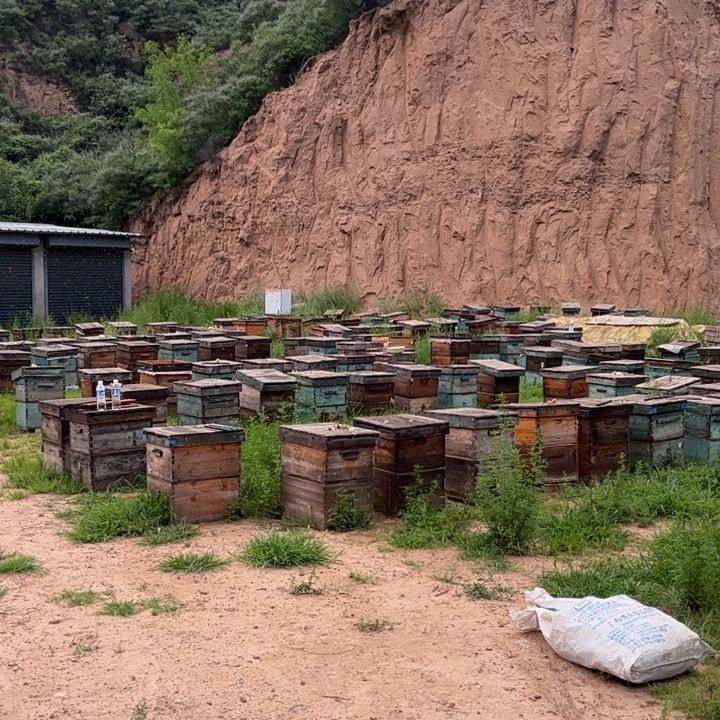 滋养土蜂蜜