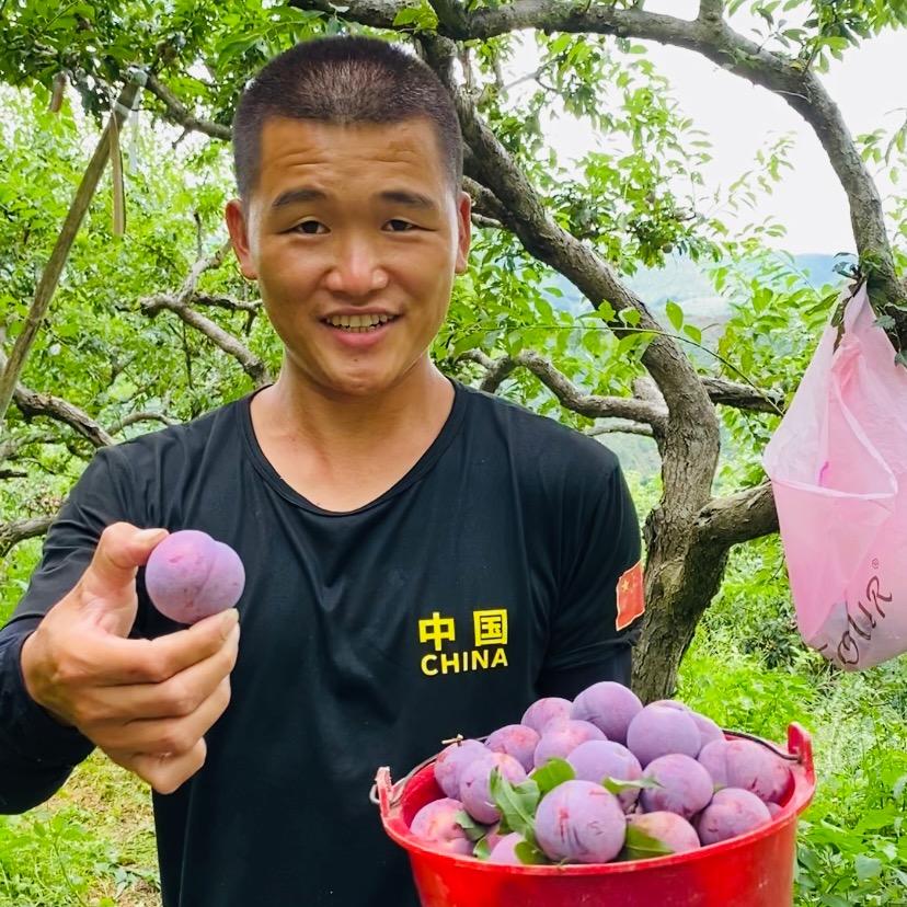 钱排启年三华李果场