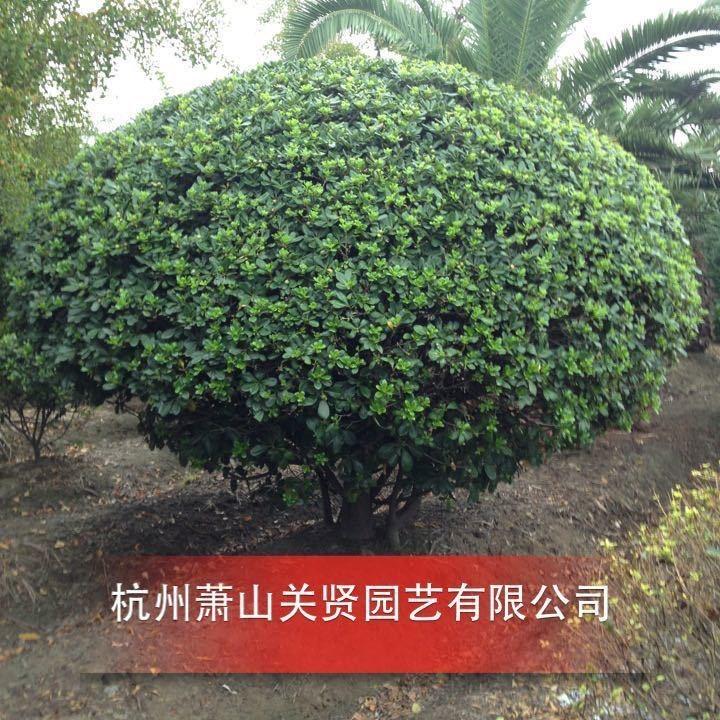 杭州萧山关贤园艺有限公司