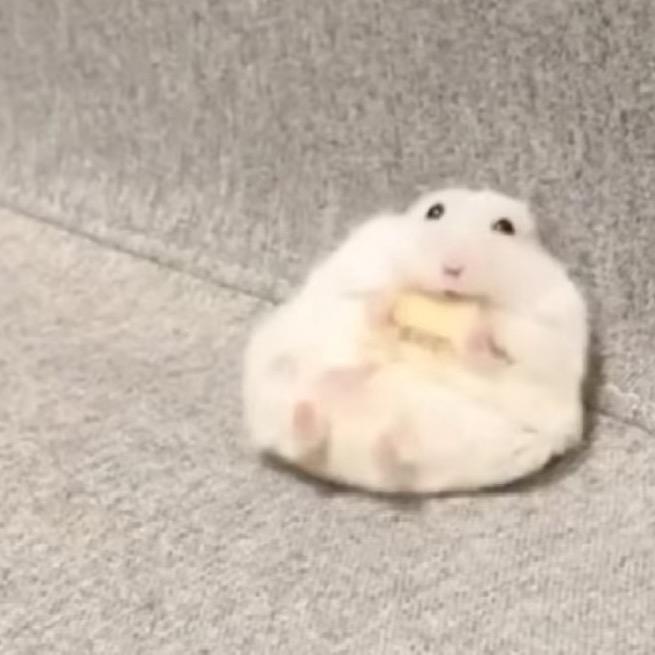 莲