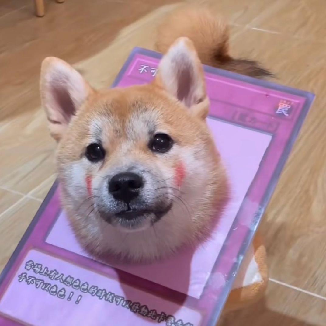 猪儿