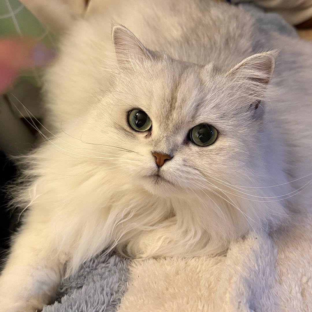 杀生丸大人（遛鬼秒倒啊啊啊啊啊）