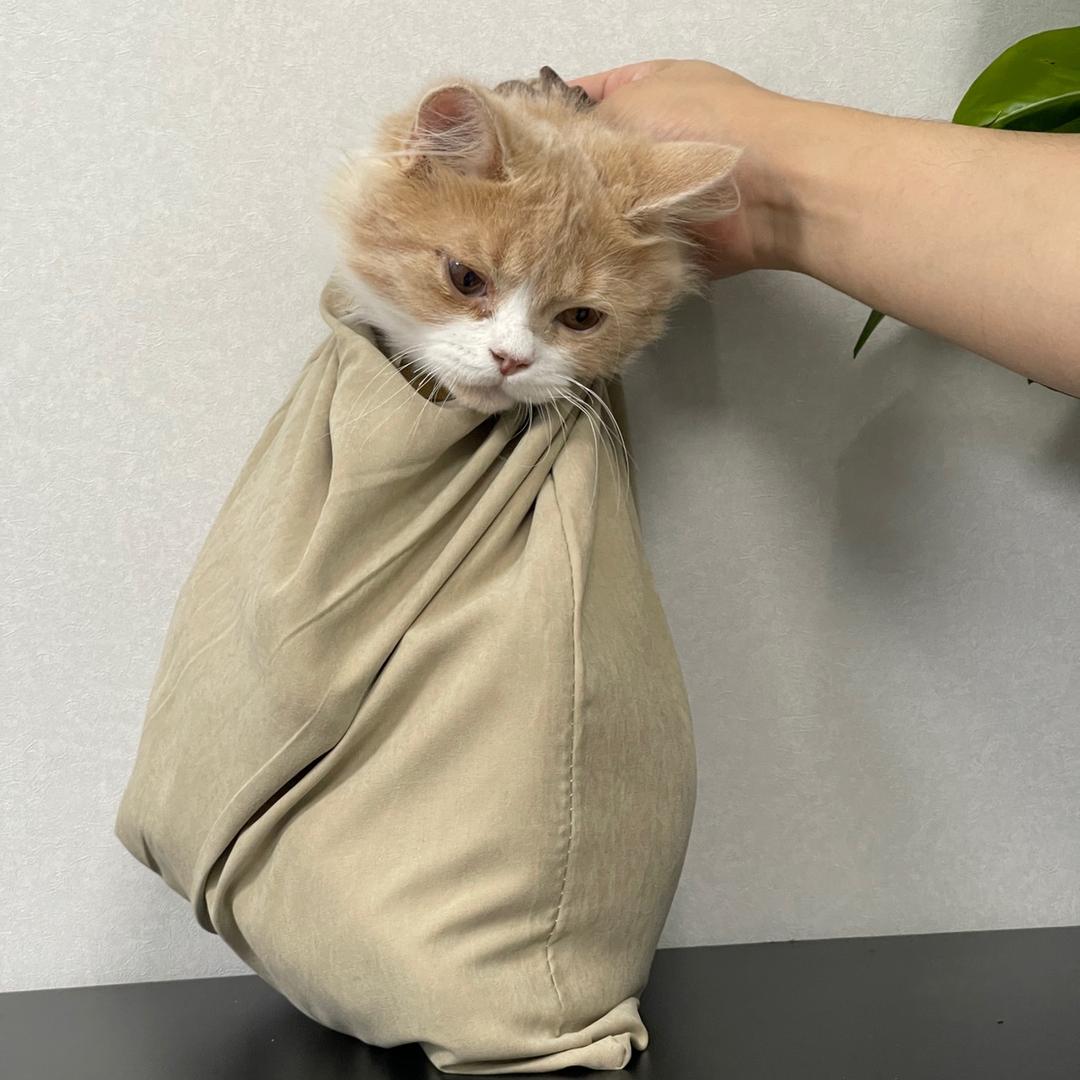 柒玖是只乖喵