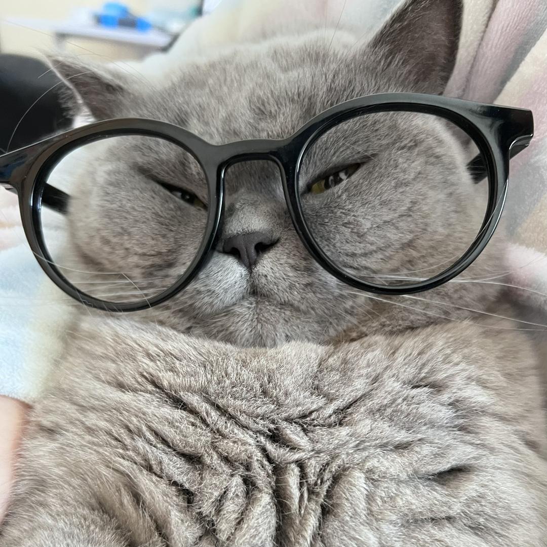 迪迪是只猫