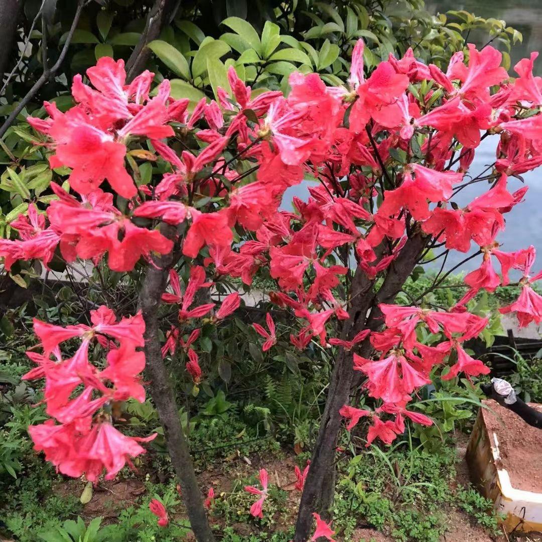 精品盆景素材园