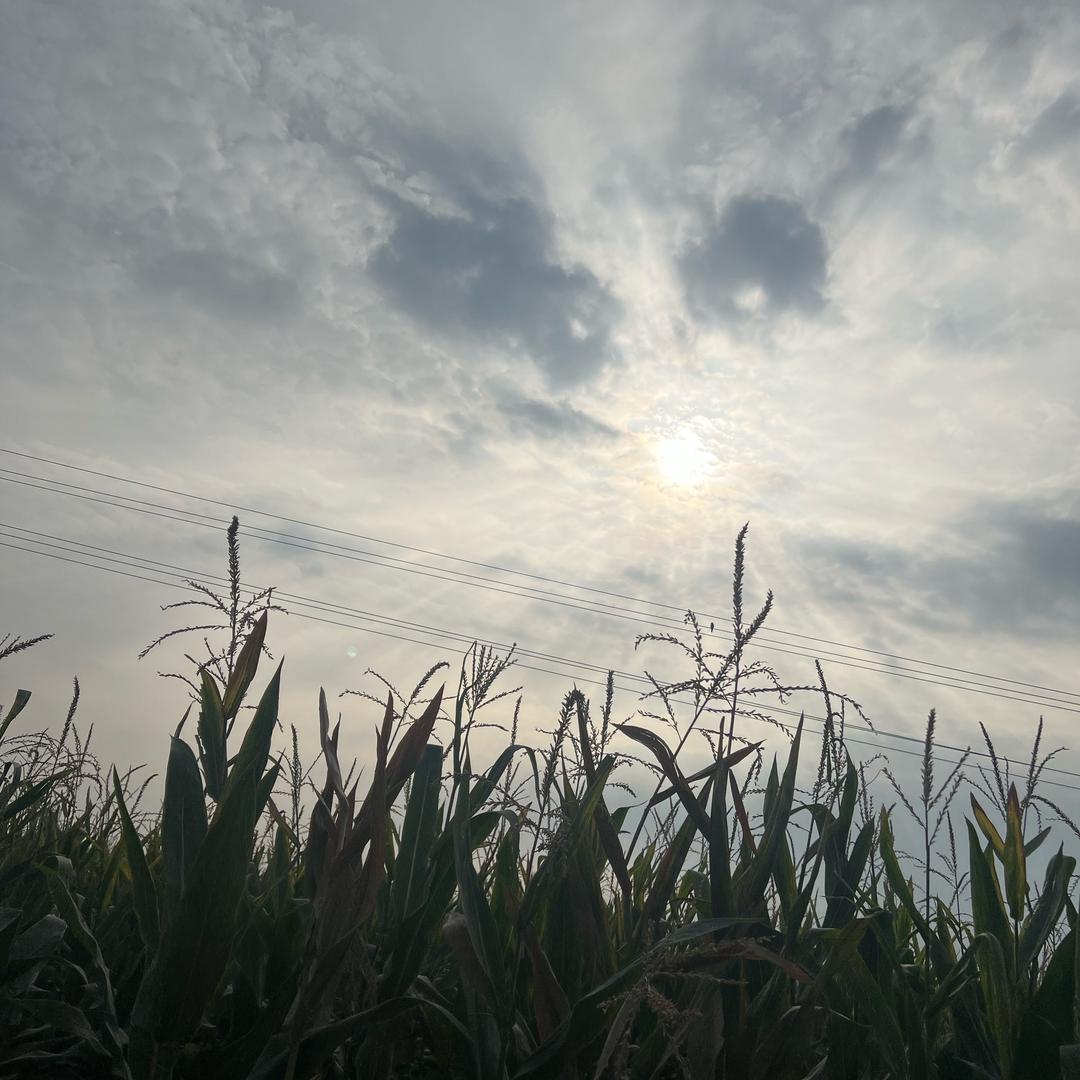 太阳当空照
