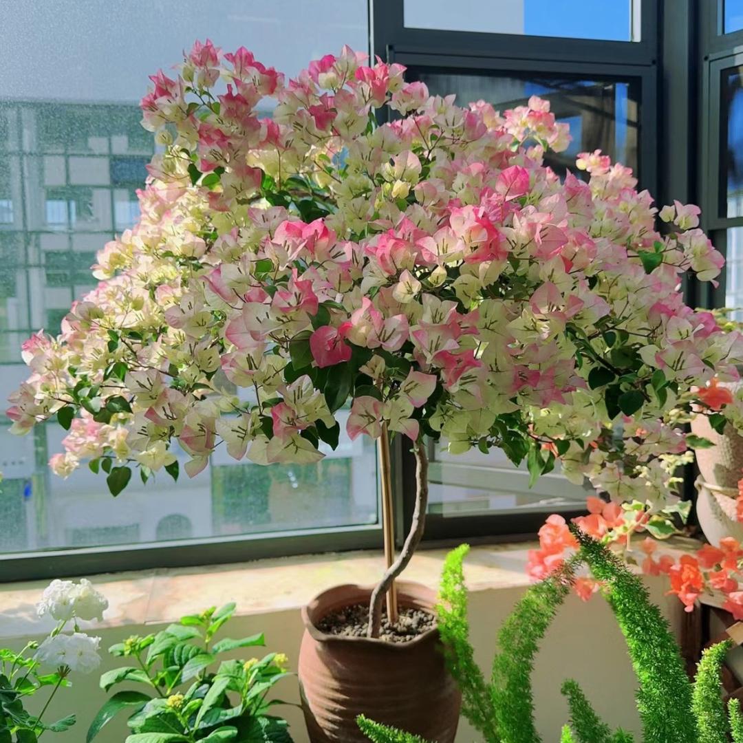 轻语花海三角梅