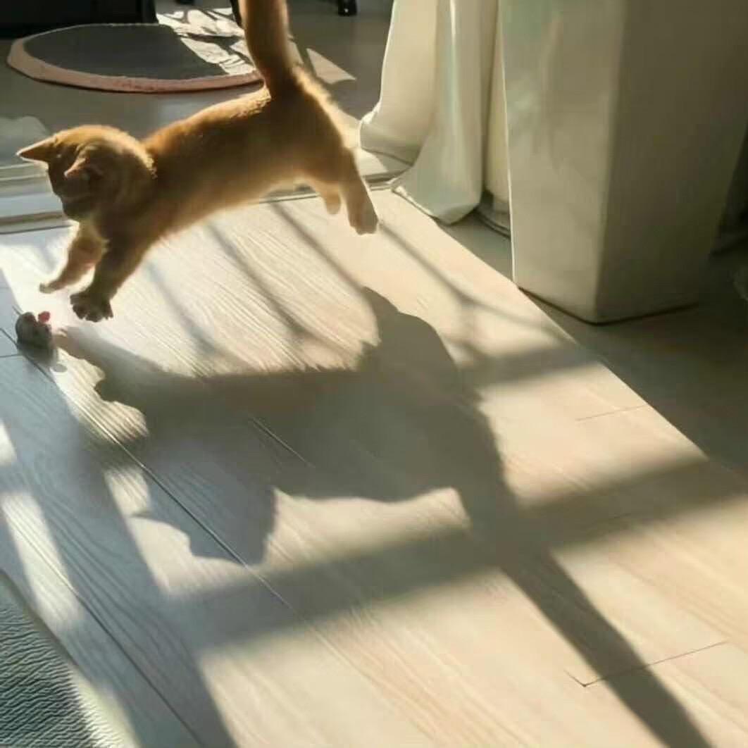 🌈废话薯片大王