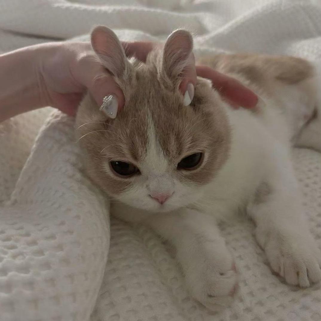 猫咪的咪