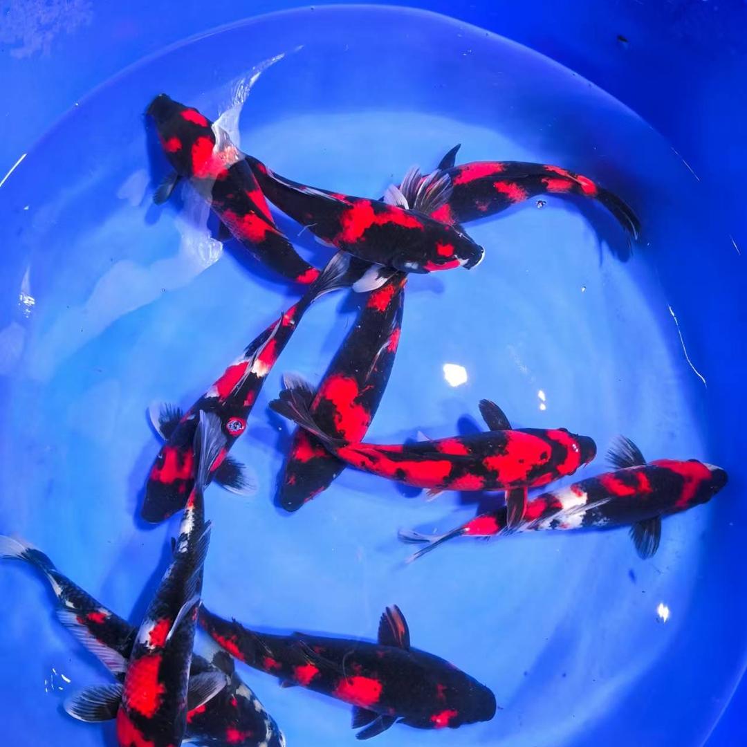 阪井大日养鲤场