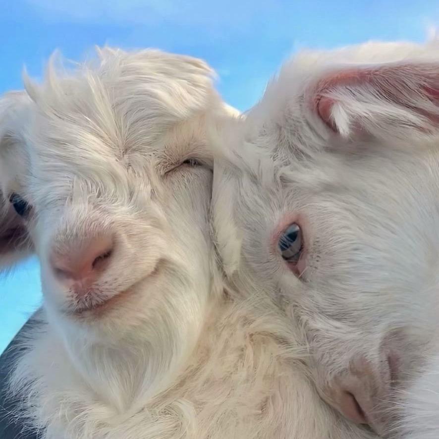 一朵筋斗云⛅️