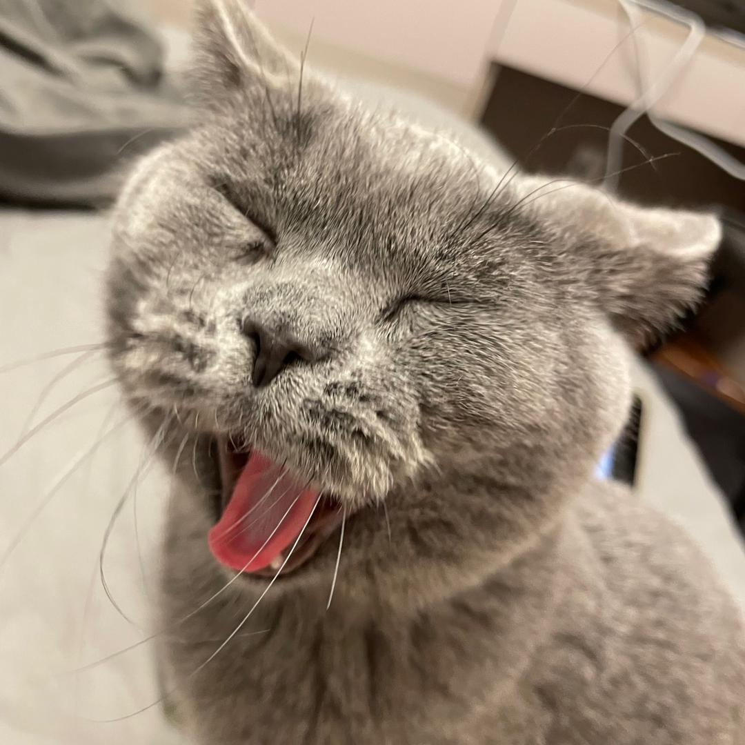 小十七哟🐈