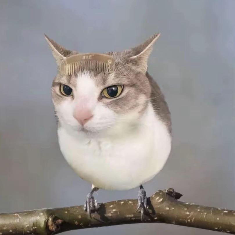 无敌猫饼
