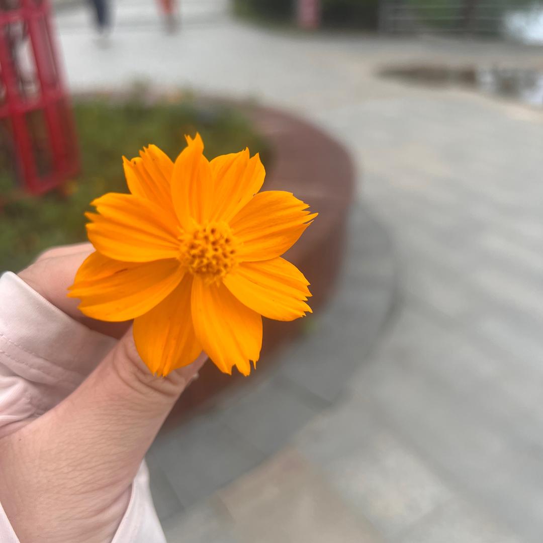 米橙来了
