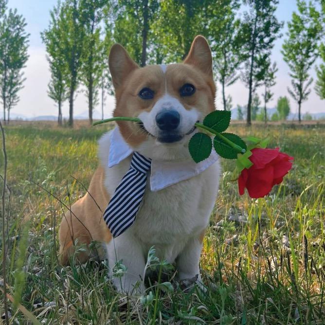 蛋蛋小柯基@抖音